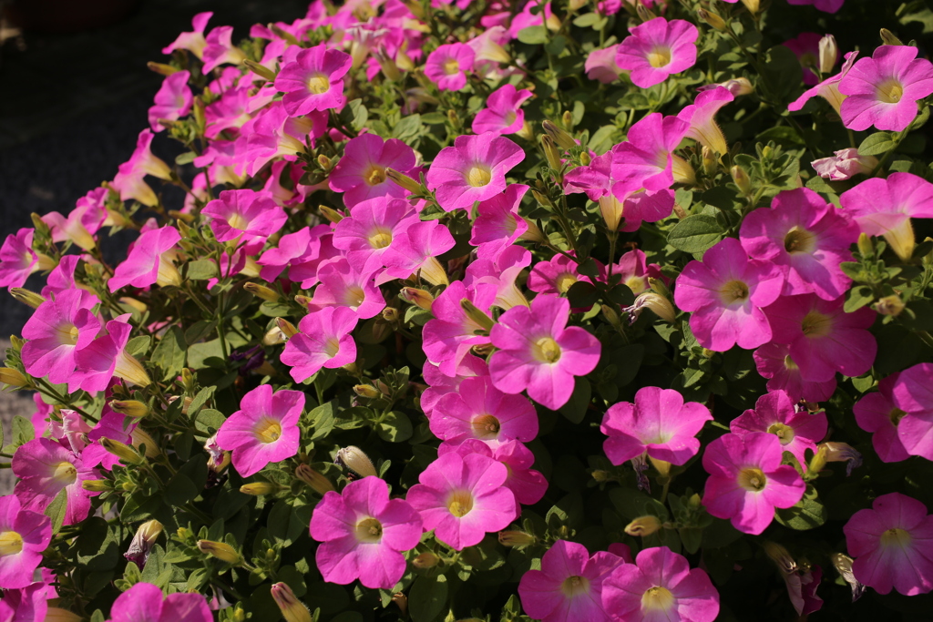 ココさん所の花