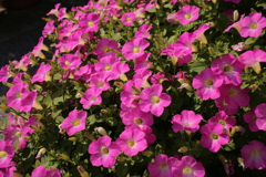 ココさん所の花