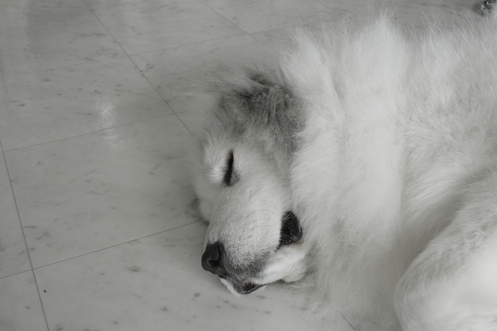 今日もみゅうちゃんと駅に散歩に行く