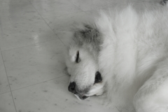 今日もみゅうちゃんと駅に散歩に行く