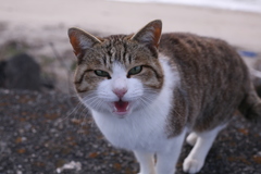 何かを訴えているトム君