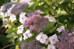 ココさん所の花