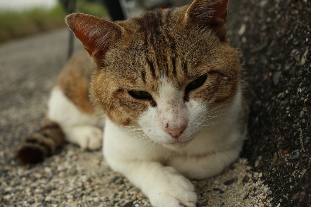 久しぶりにトム君に会う
