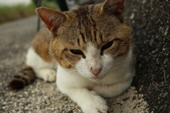 久しぶりにトム君に会う