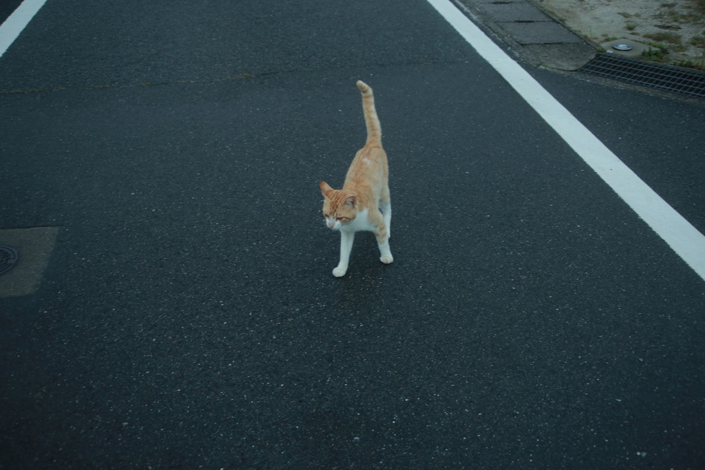 朝写真　古いEFズームレンズにて