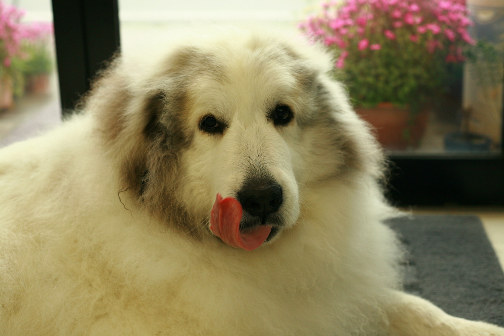 ココ様@2020‐03‐10