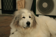 室外機の冷風ちっとも気にしてないココさん