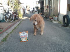 ワンワンビスケットとみゅうちゃん