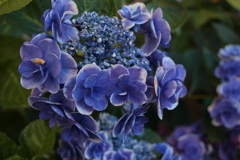 ココさん所の花