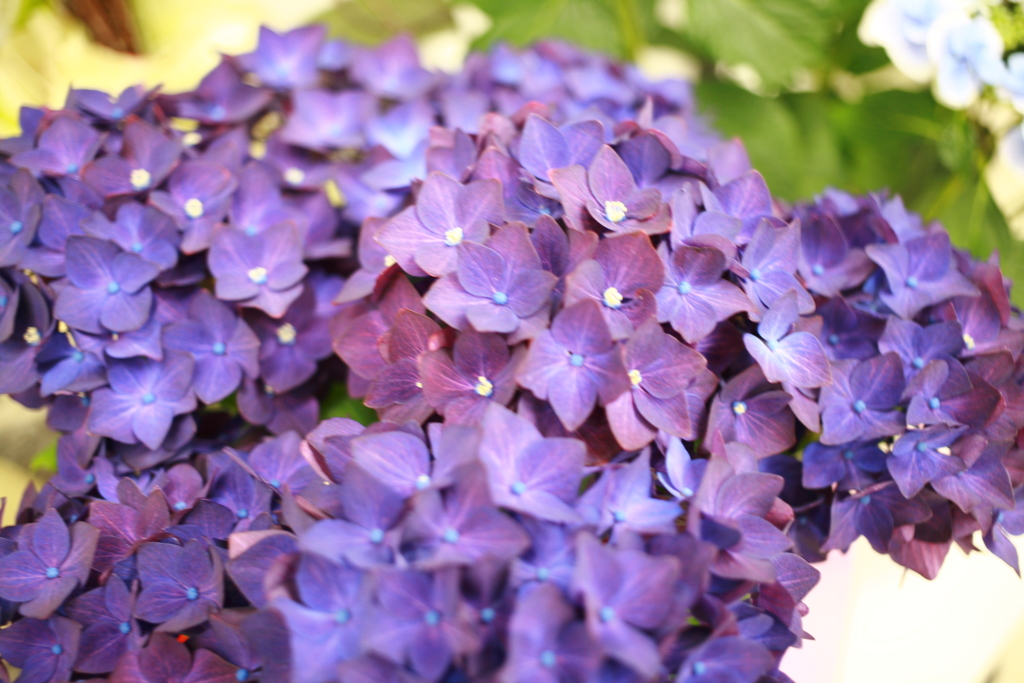 アジサイが咲きだしたな