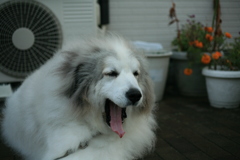 大あくびのココさん