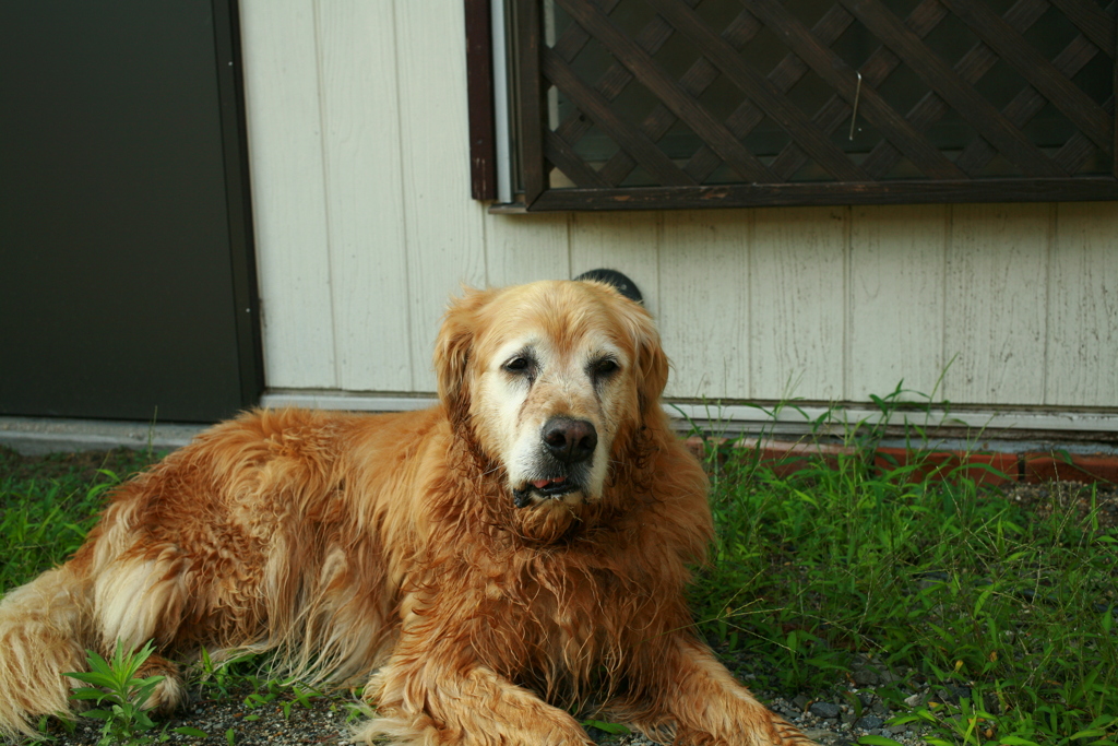 お宿番してるみゅうちゃん