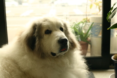 肉食獣だから昼間は眠いココ様