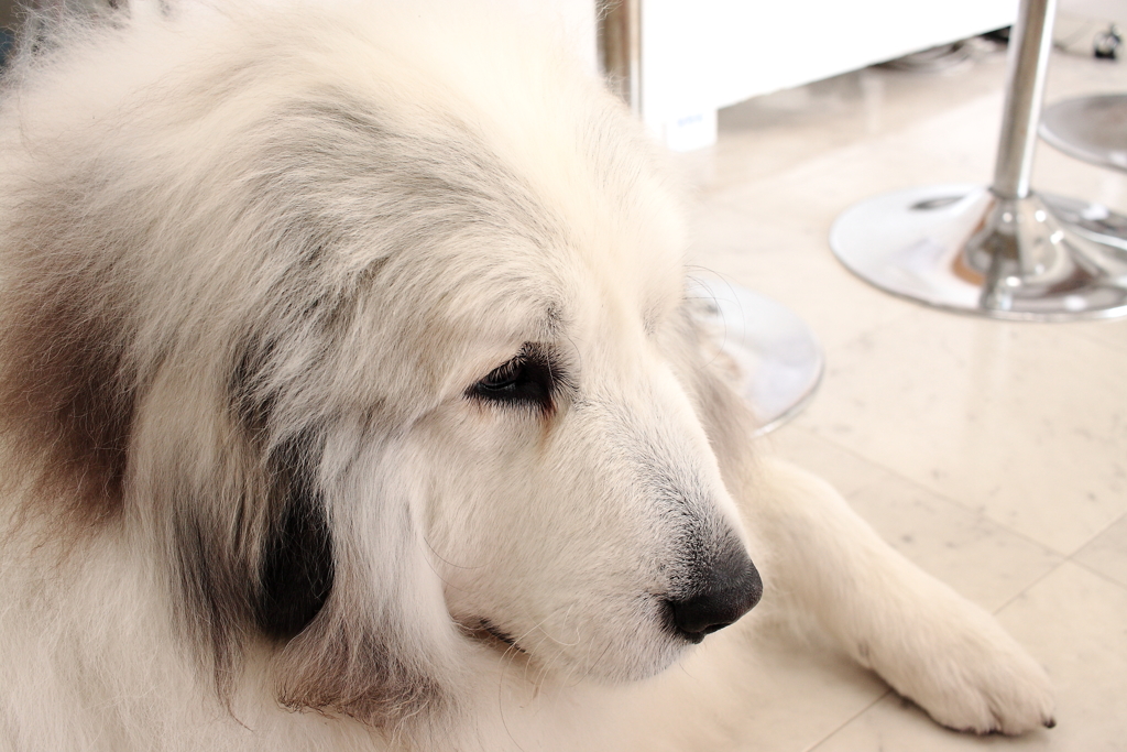 ココちゃんは薬局の看板犬