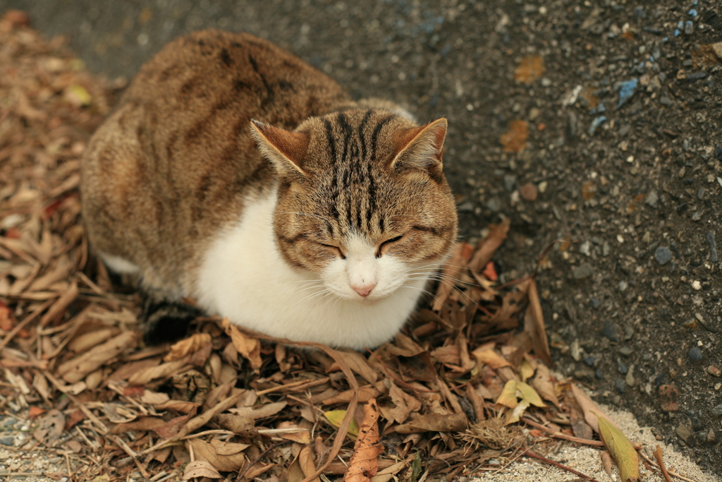 お正月を写そ♪　キヤノンで写そ