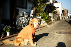 今日はベジタリアンのお客さんが来るみゅうちゃん