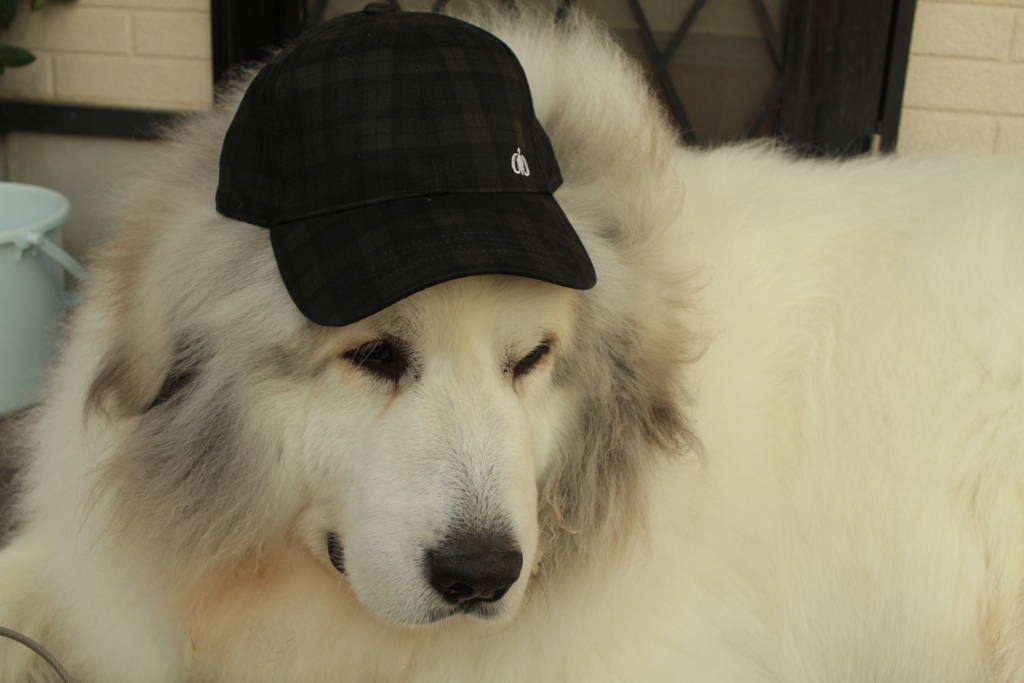 アメリカのパートのおばちゃんみたいなココさん