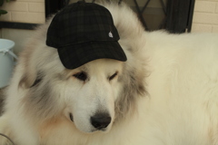 アメリカのパートのおばちゃんみたいなココさん