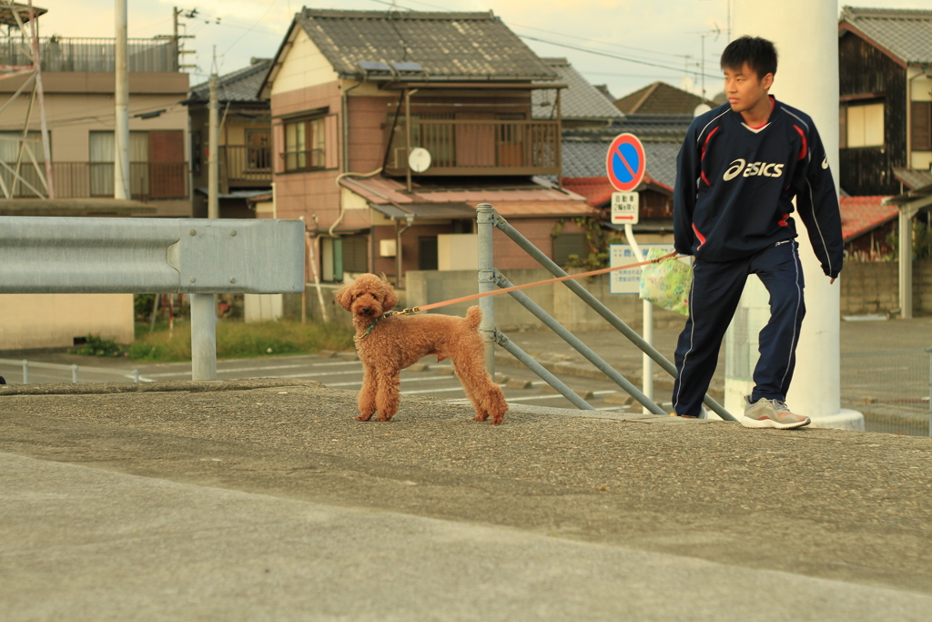 大五郎が散歩中