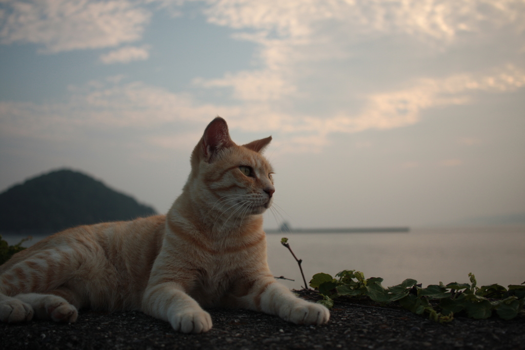 ビキニギャルを見つめるトラヤン