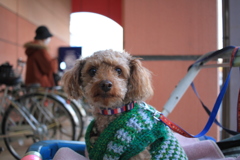 スーパーでお留守番の元ちゃん