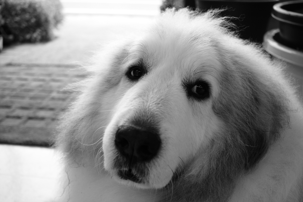 ココちゃん＠2017-04-07