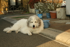 この後ゲロ吐いちゃったココさん