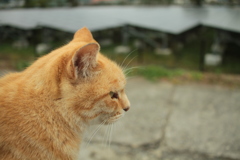 ＠2017-11-08　水曜