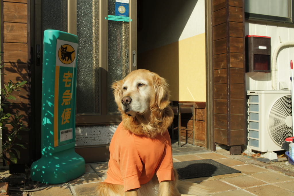 お宿番してるみゅうちゃん