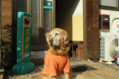 お宿番してるみゅうちゃん