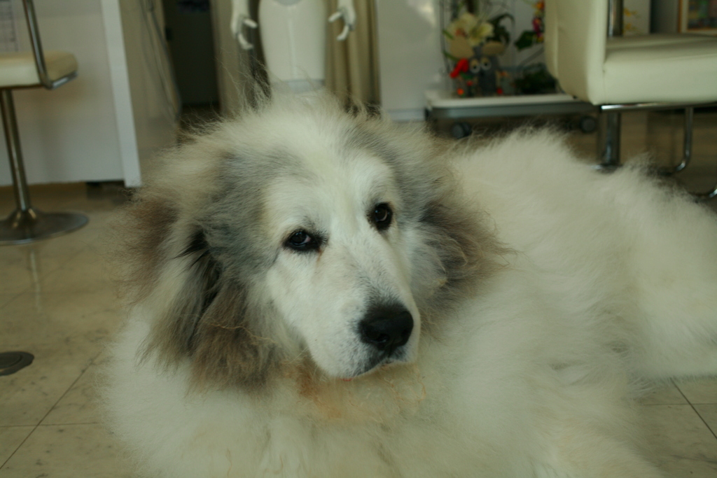 お店番してるココさん