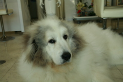 お店番してるココさん