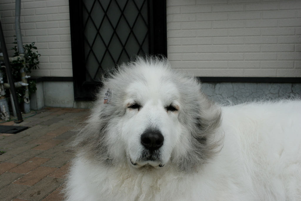 ココちゃんを散歩に連れ出す