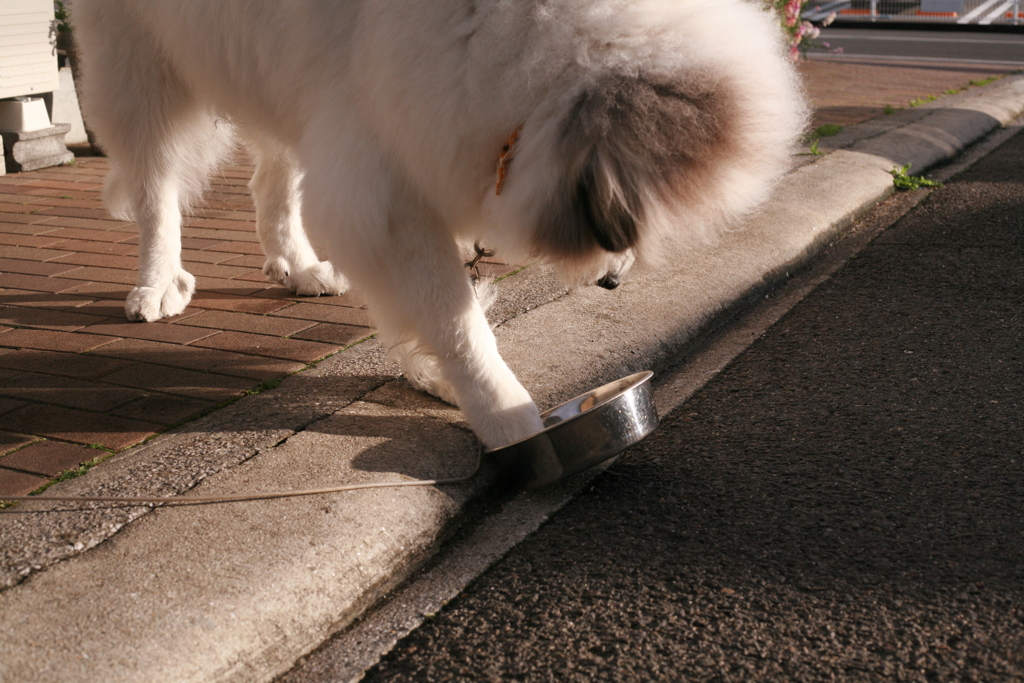 もっとご飯が欲しいココさん