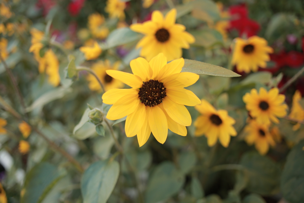 ココさん所のヒマワリ