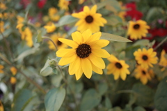 ココさん所のヒマワリ