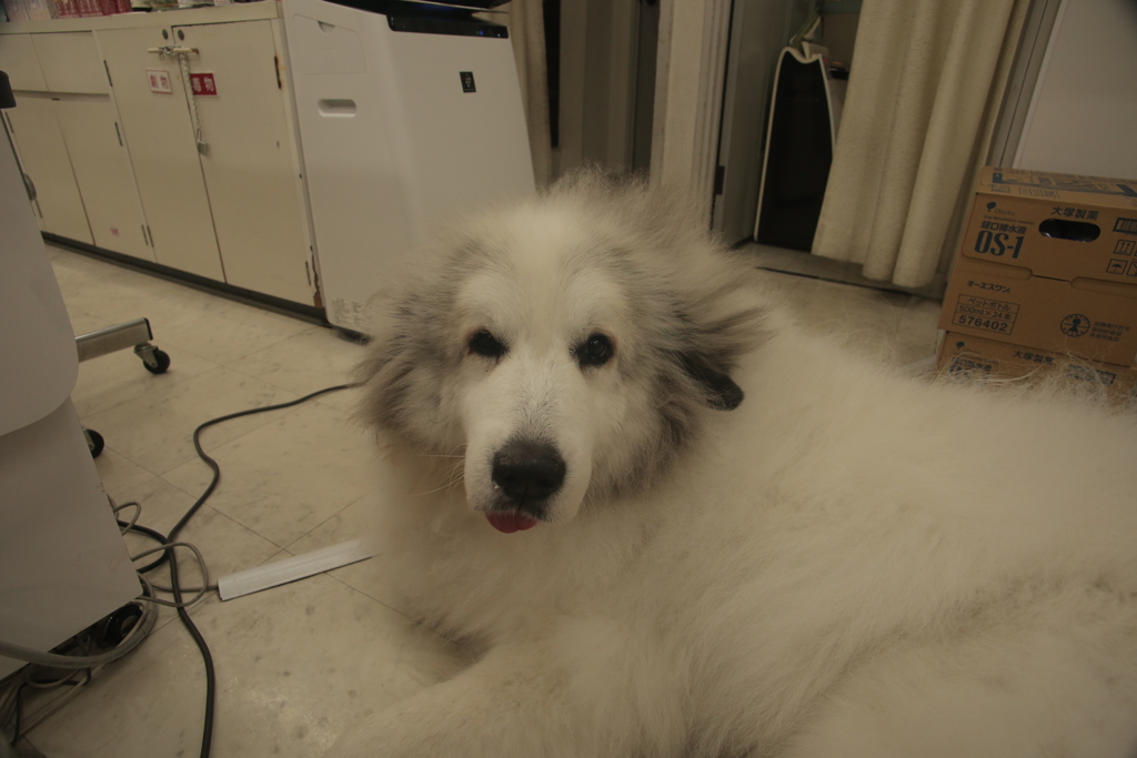 お店番してるココさん