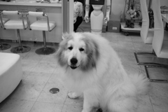 お店番してるココさん