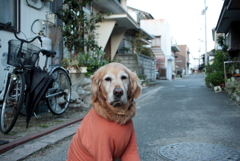 今日もお客さんを待つ営業本部長みゅうちゃん