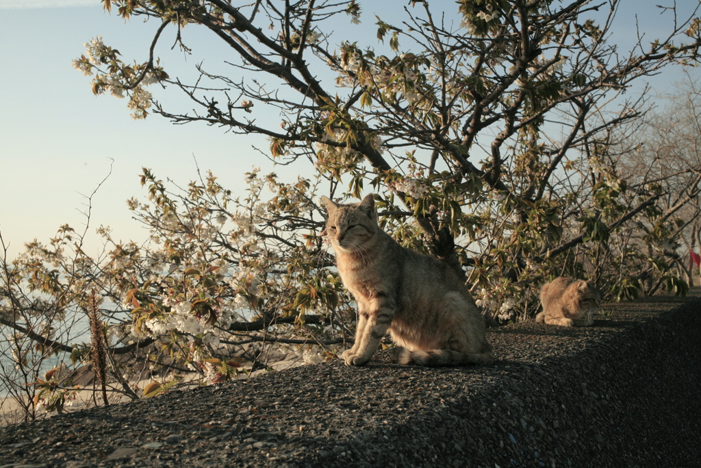 桜と猫
