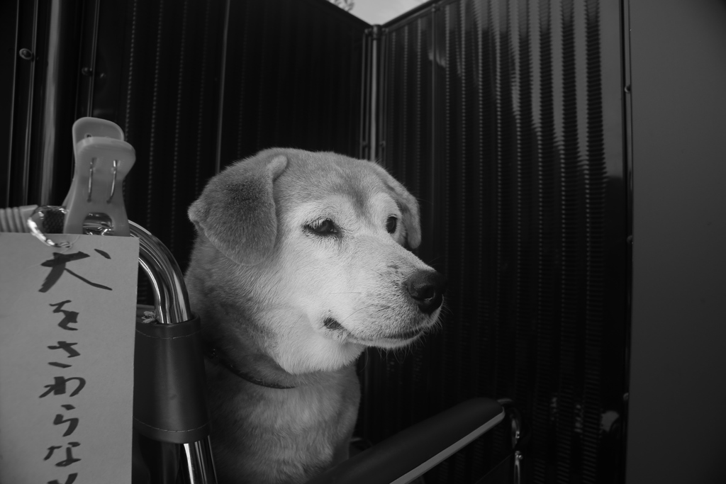 スーパーにお母さんと来てるモモちゃん