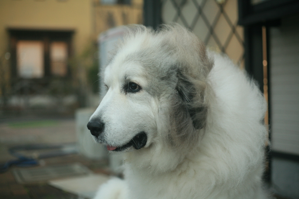 日曜もココさんは元気