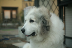 日曜もココさんは元気