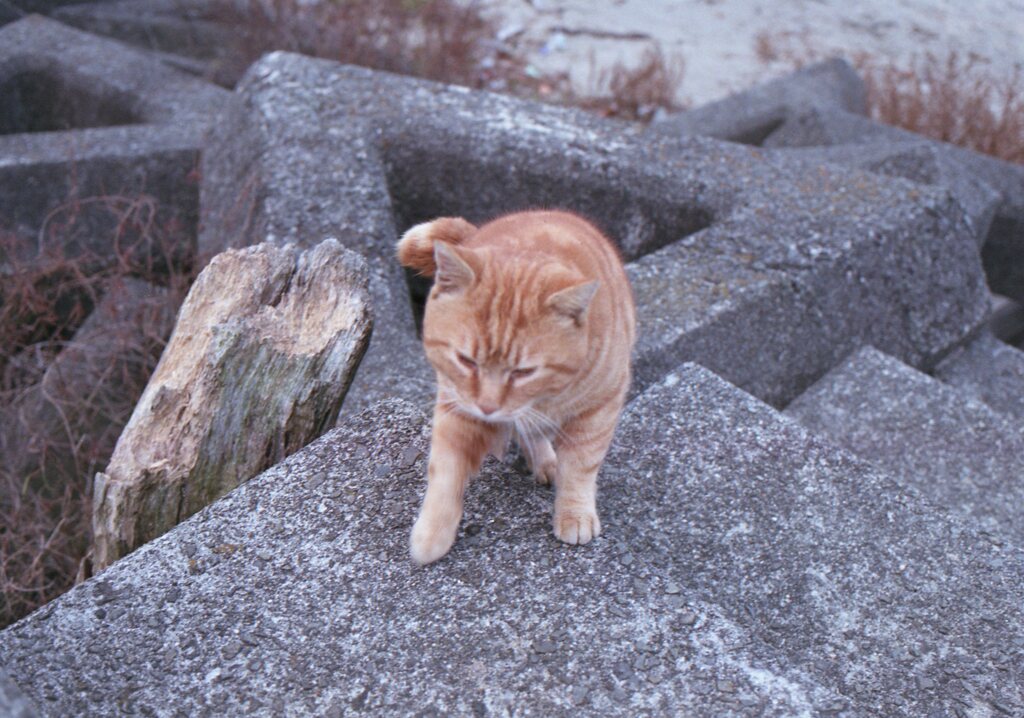 朝、Eos650(Film)にて