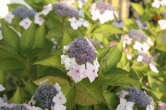 ココさん所の花