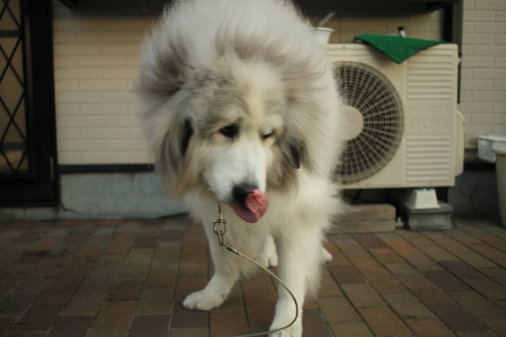 ペロンチョしてるココ様