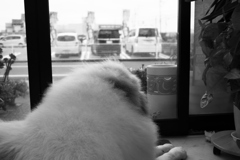 お店番してるココさん