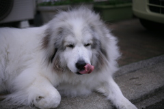 今日もココ様は元気