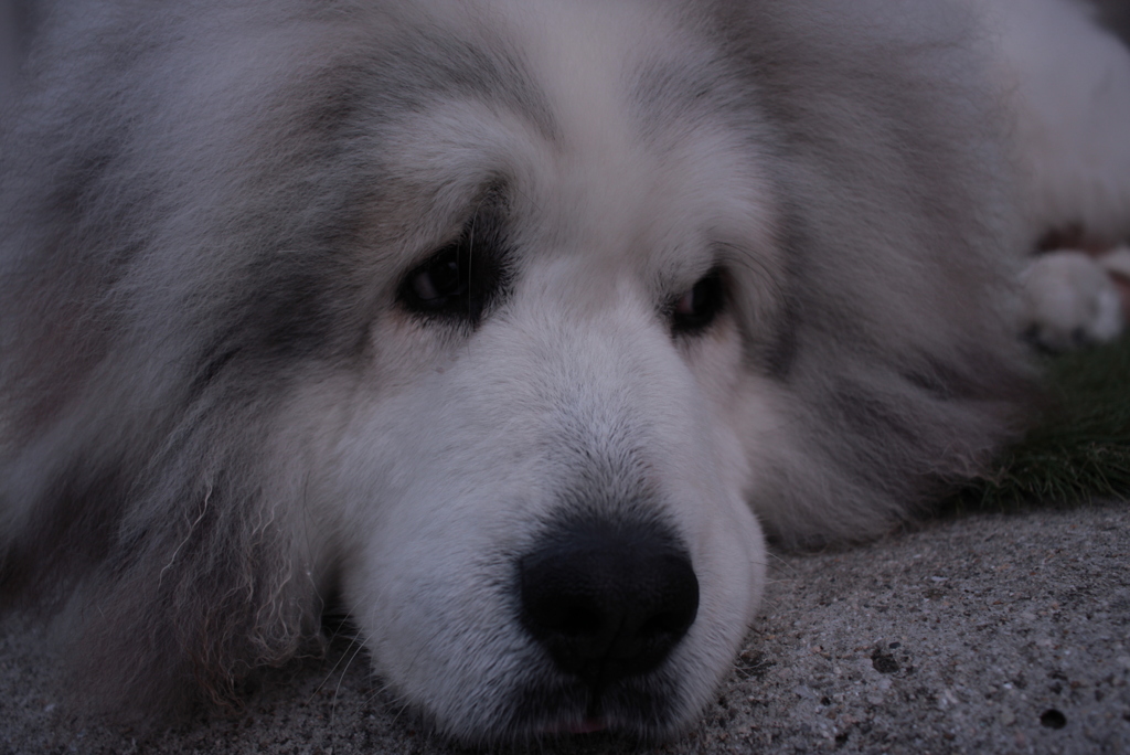 なんか気になるココちゃん