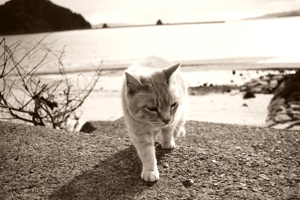 トラやんは幸せ